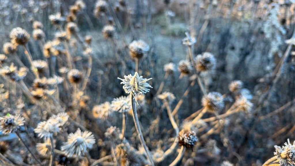 Breezy winds bring cool air to Minnesota, with first frost possible in the metro Friday night — WCCO / CBS Minnesota, Lakewood Ranch Sports news