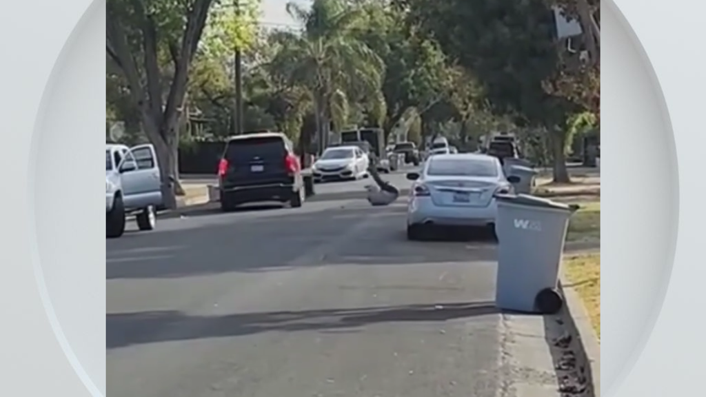 Federal immigration vehicle hits pedestrian in Woodland, police say — CBS Bay Area (KPIX), Lakewood Ranch Health news