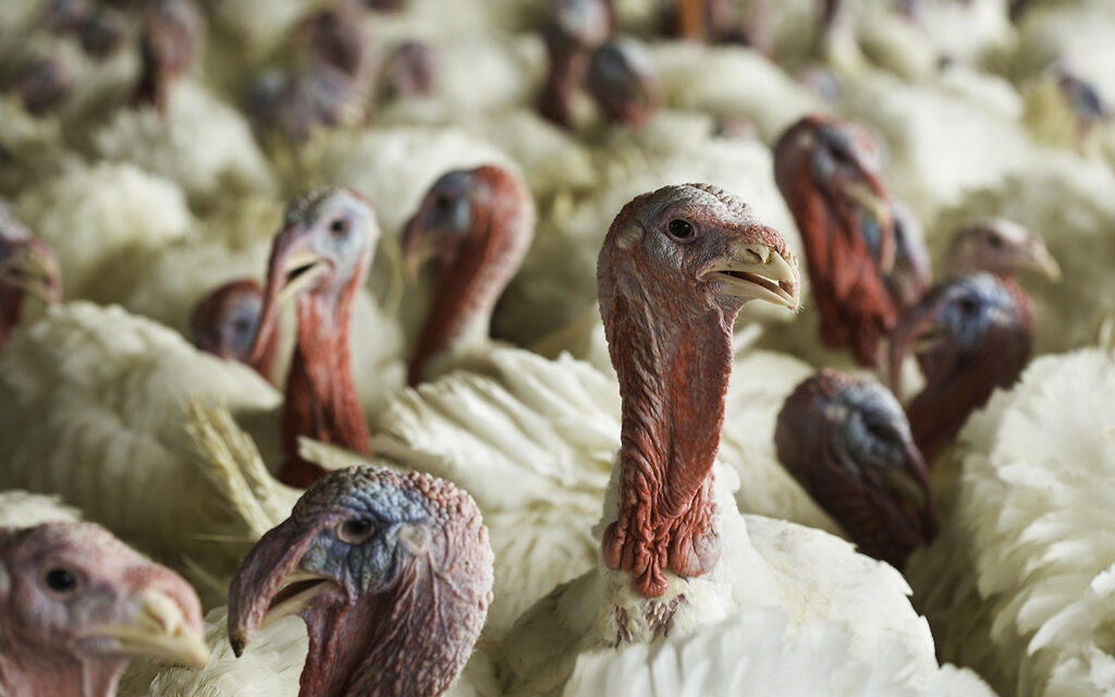 Bird flu detected in Iowa commercial flock for first time in nearly a year — Florida Phoenix