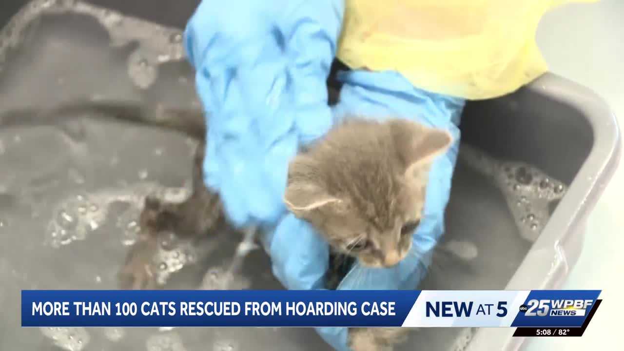 More than 100 cats rescued from hoarding situation in Port St. Lucie — WPBF West Palm Beach, Lakewood Ranch Health news