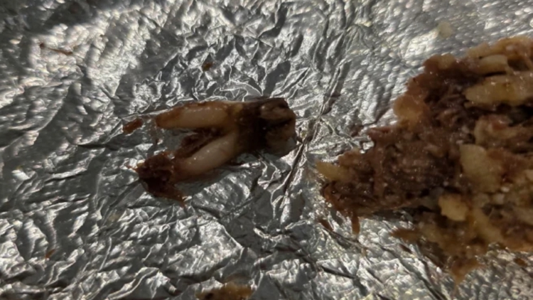 Texas customer sues after she found cow tooth in taco at fast-casual chain — WTSP Food Tampa Bay, Lakewood Ranch Dining news