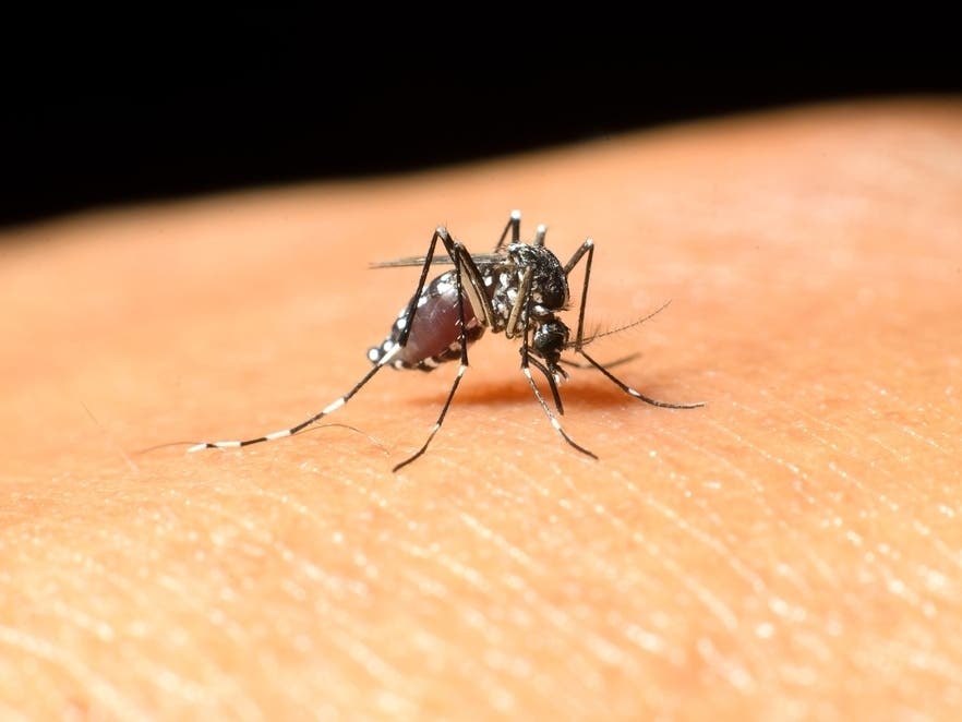 Locally Acquired West Nile Virus Case Reported In Sarasota County: FL Health Officials — Sarasota Patch